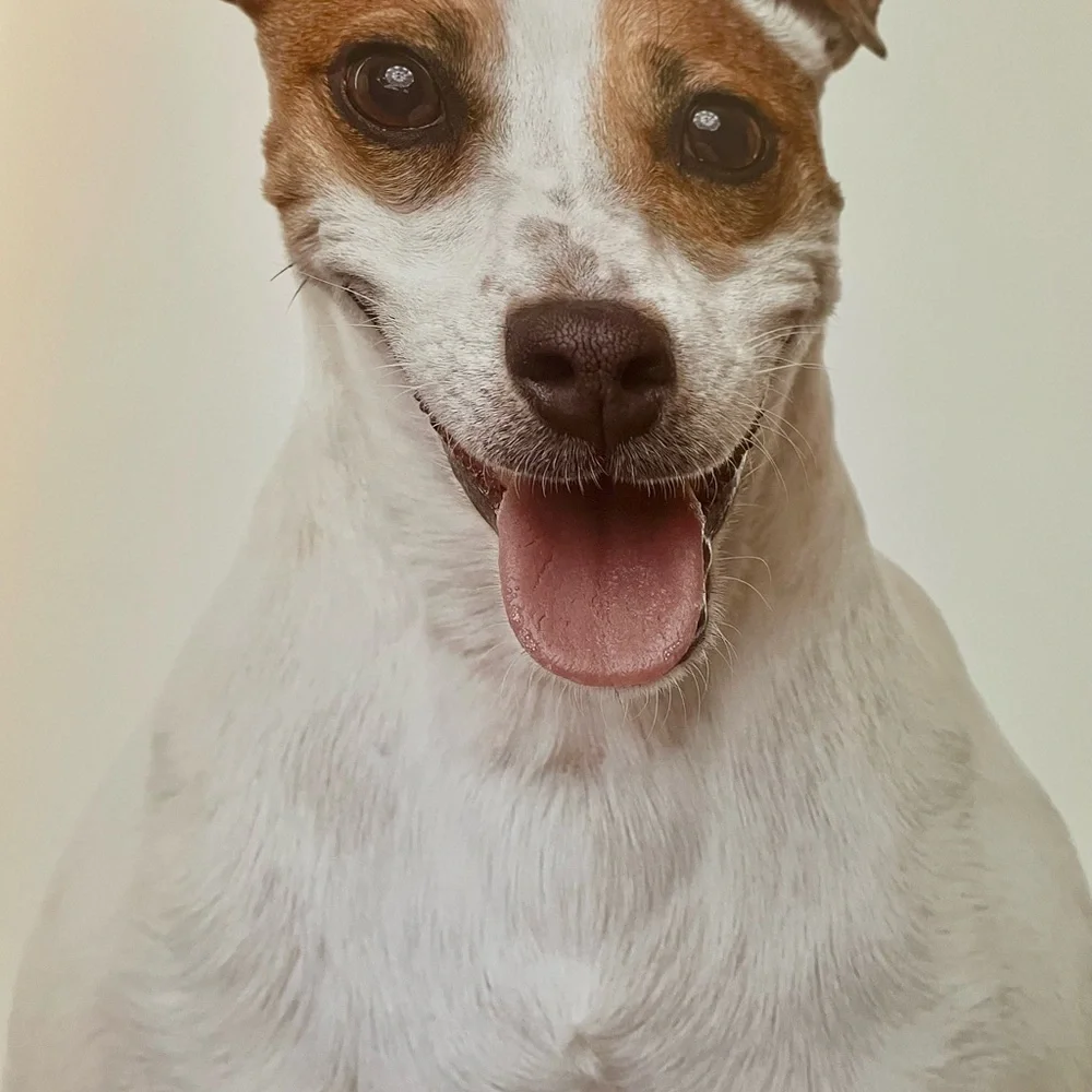 Book, Rover Bow Wow Edition, Andrew Grant, 500 pages, Full-Color Photos of Dogs.
